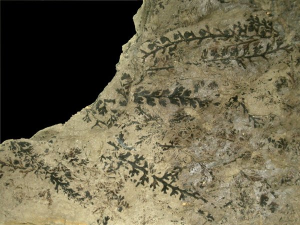 Coniopteris simplex