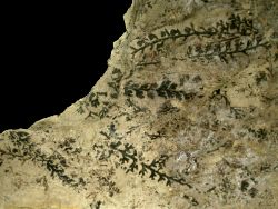 Coniopteris simplex