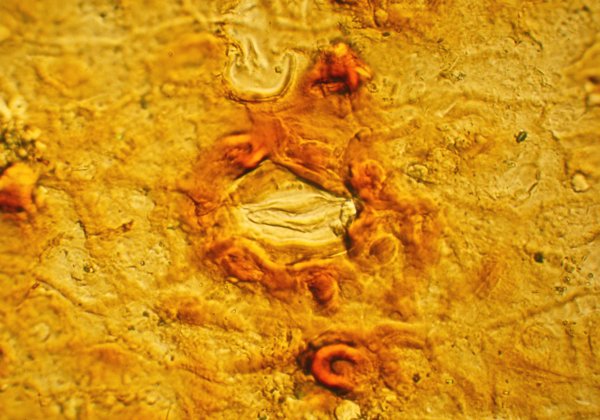 Cuticula van Ginkgo huttonii