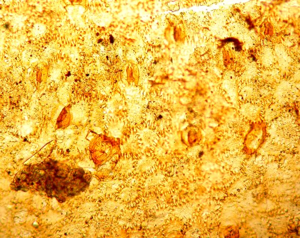 Cuticula van Nillssoniopteris vittata