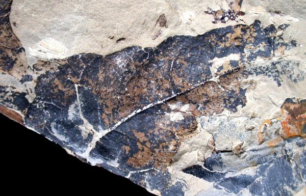 Dictiophyllum rugosum