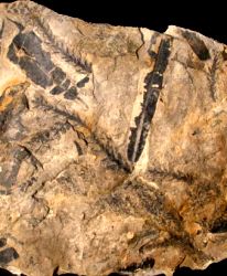 Elatides williamsonii