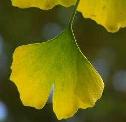Ginkgo biloba