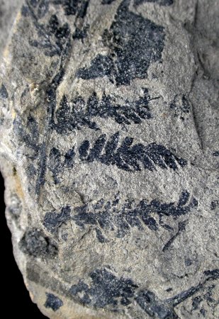 Klukia exilis