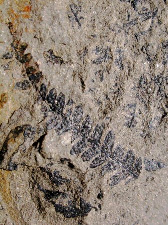 Klukia exilis