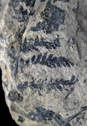 Klukia exilis