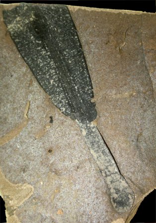 Nilssoniopteris vittata