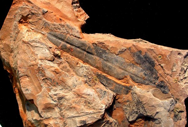 Nillssoniopteris vittata