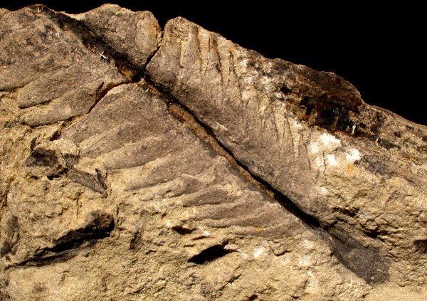 Otozamites sp.