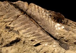 Otozamites