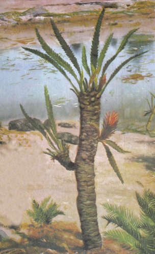 Reconstructie Bennettitales-plant