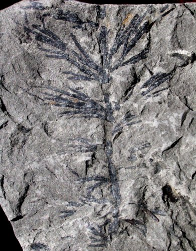 Sagenopteris phillipsii