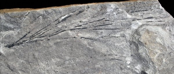 Solenites vimineus