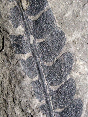 Todites williamsonii (fertiel)
