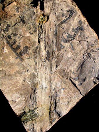Todites williamsonii