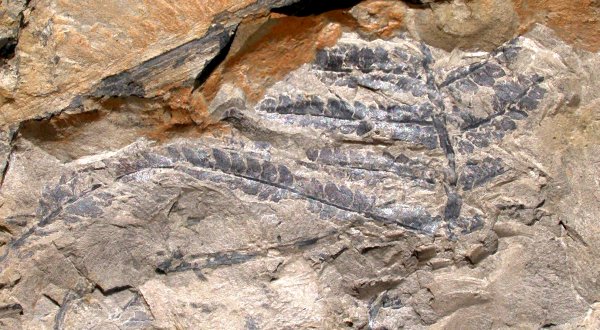 Todites williamsonii