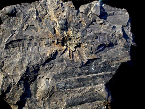 Williamsonia gigas