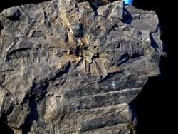 Williamsonia gigas