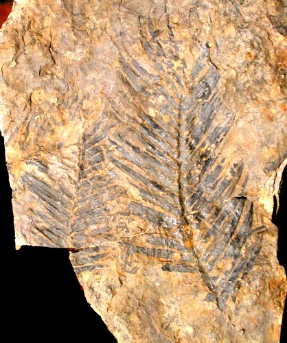 Zamites gigas