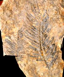 Zamites gigas