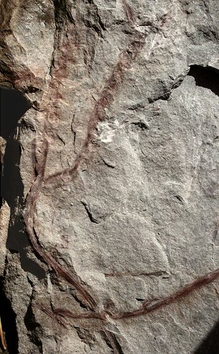 Zosterophyllum myretonianum